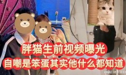 胖猫朋友爆料视频,视频揭秘幕后真相