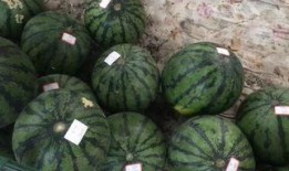 街边免费吃瓜,夏日炎炎解暑神器